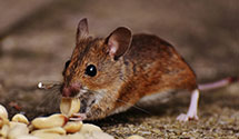 24 Hour & Emergency Exterminators in Spring Mills, SC